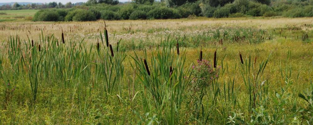 
            Фотография Хвадукасов