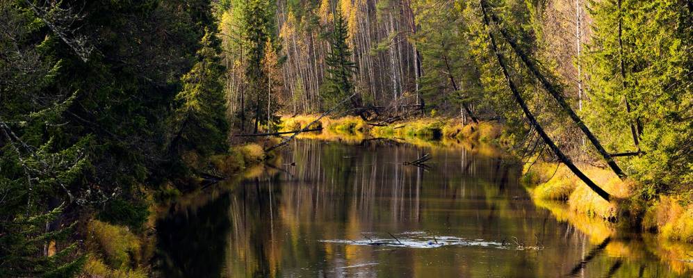 Фотография Шоушмы