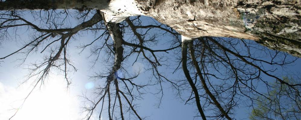 
            Фотография Доунерс Гроува