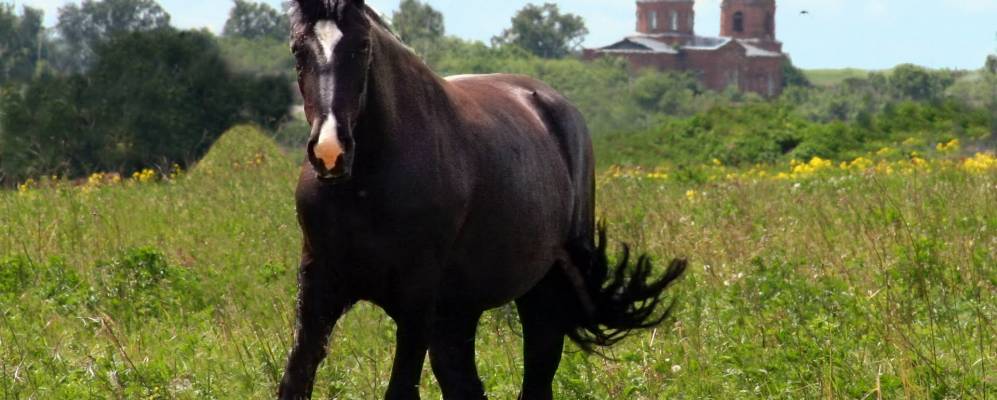 
            Фотография Губарево