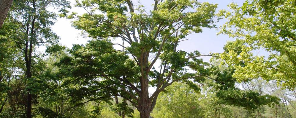 
            Фотография Элсмера