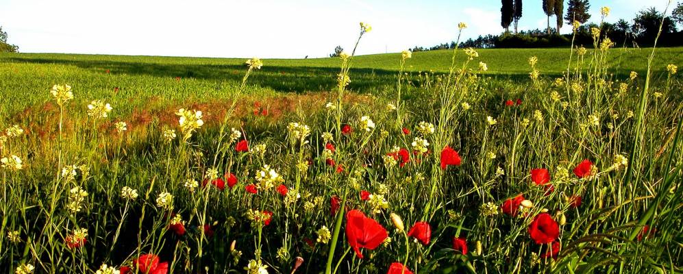 
            Фотография Совичилле