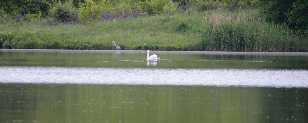 
            Фотография Блиха