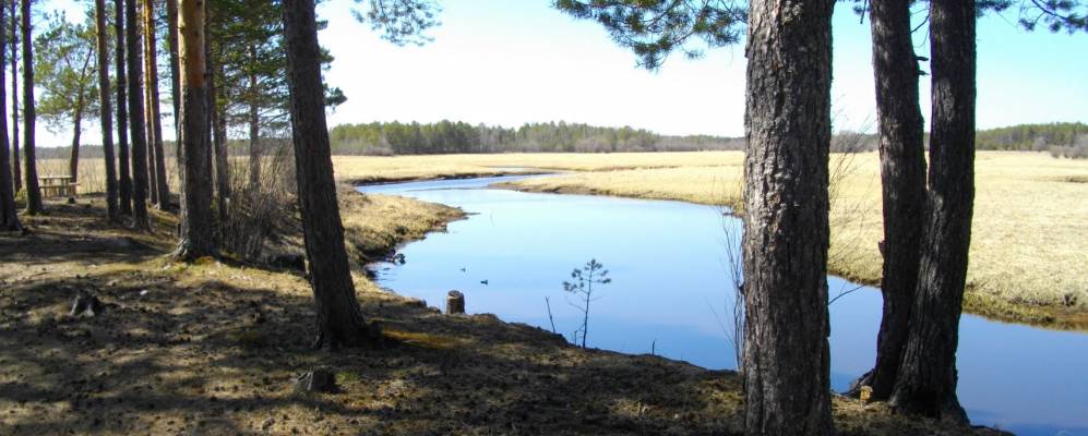 Фотография Лиственного