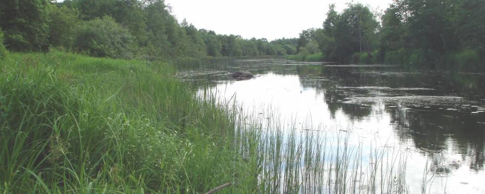 Фотография деревни Кривины