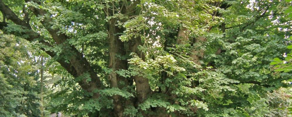 
            Фотография Хееде