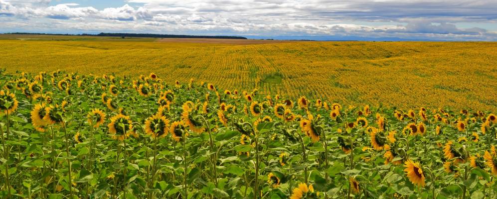 
            Фотография Воронова