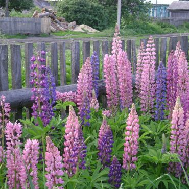 Пахотный Угол