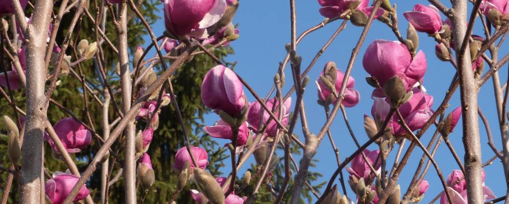 
            Фотография Понтака