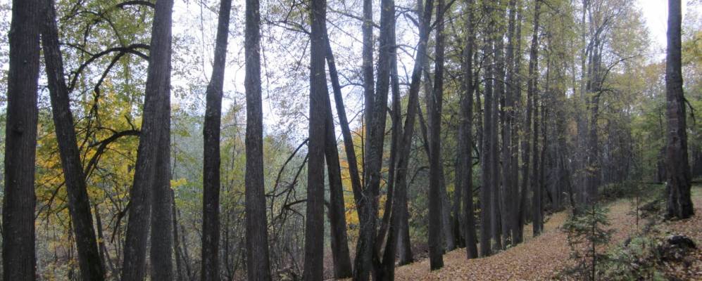 
            Фотография Ботаново