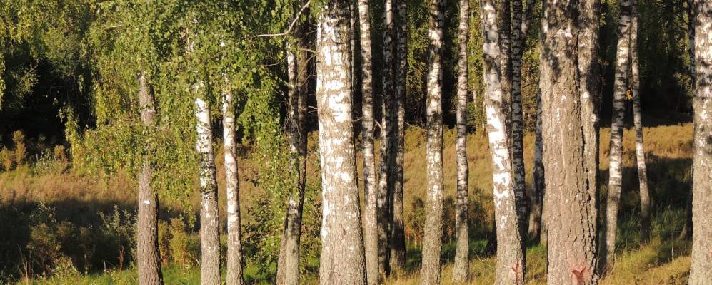 
            Фотография Барановского