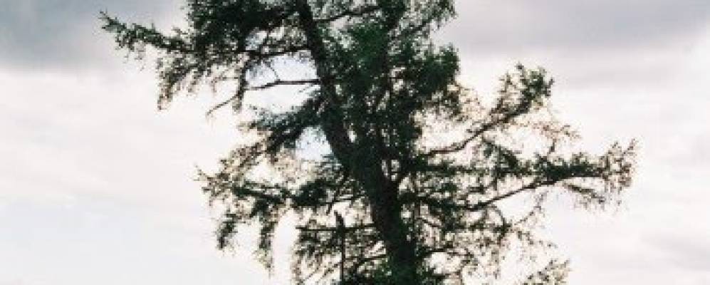 
            Фотография Дебдирге