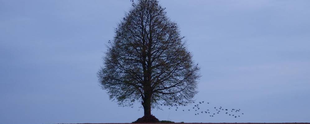 Фотография Брюшково