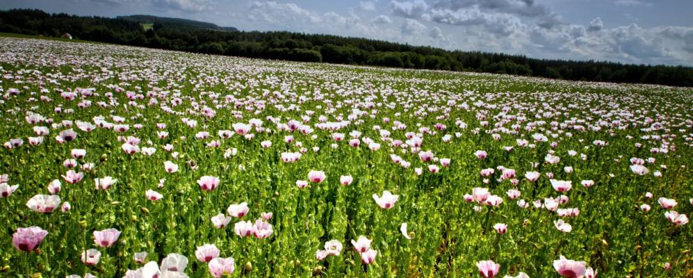 
            Фотография Мирковице