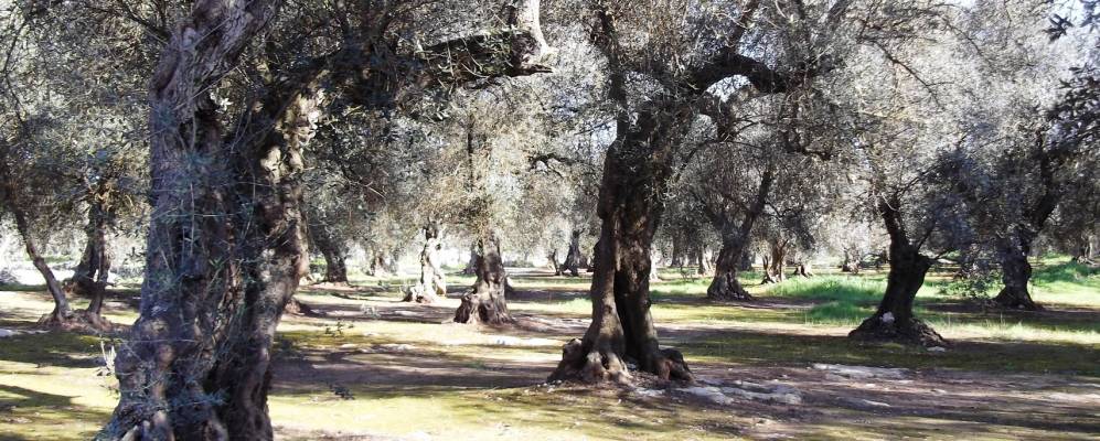 
            Фотография Мелендуньо