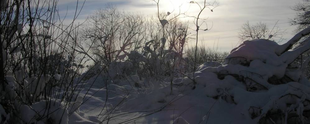 
            Фотография Ямника