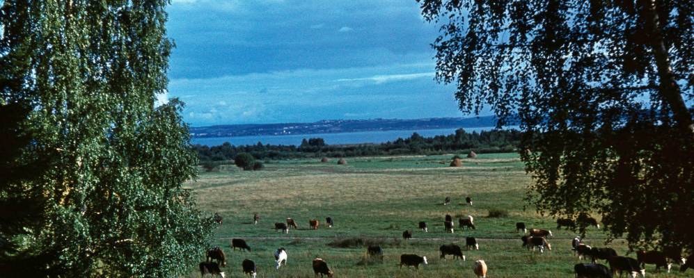 
            Фотография деревни Быки