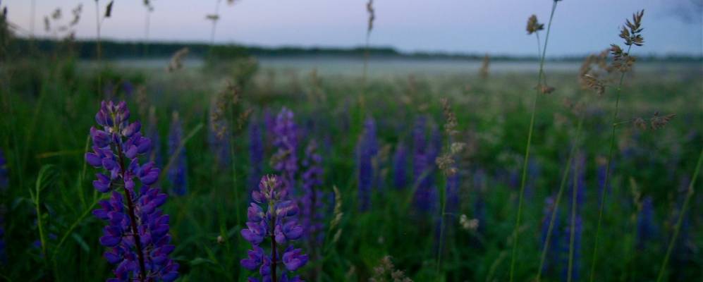 
            Фотография Малиновки