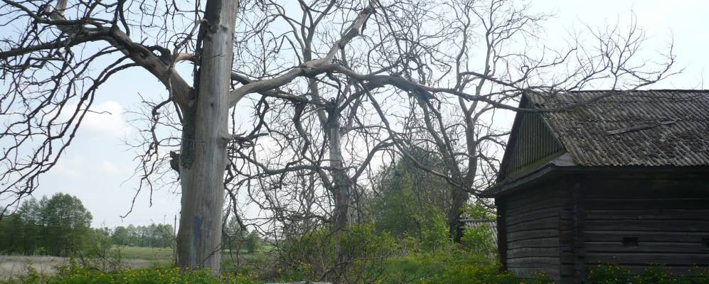 Фотография Орешницы