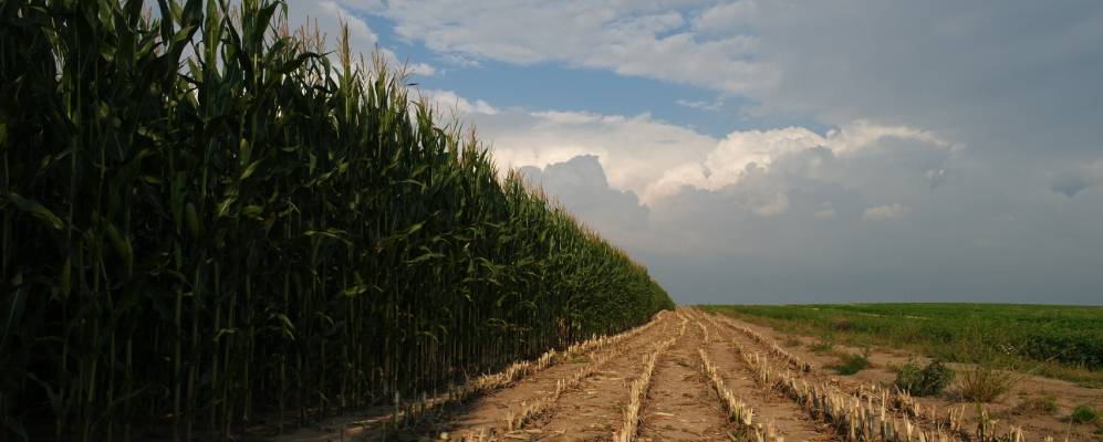 Фотография Старой Мыши