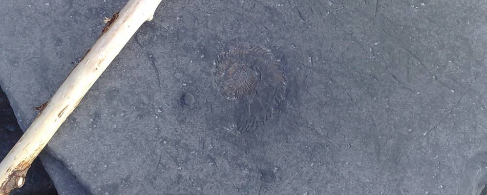 
            Фотография Bridgwater