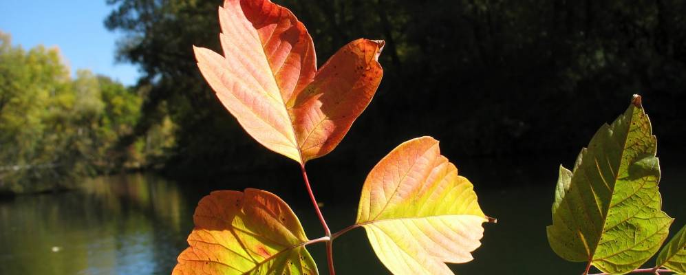 Фотография Нивы