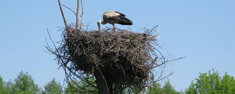
            Фотография Черевки