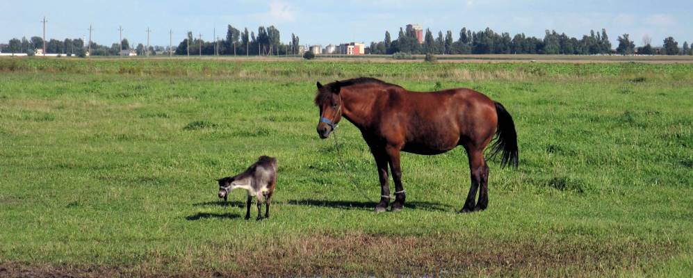 Фотография Осовцов
