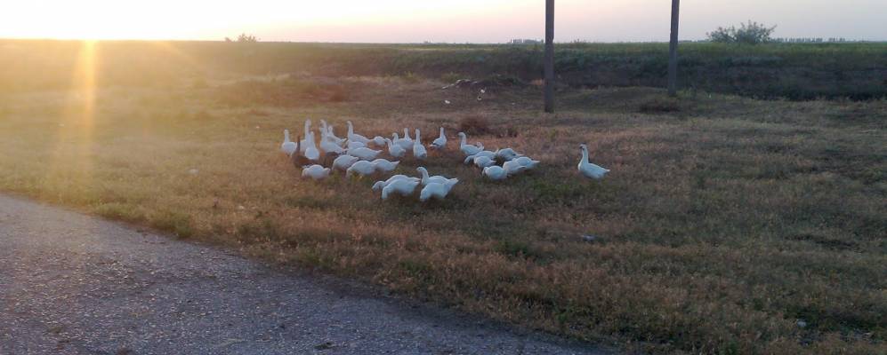 
            Фотография Рисового