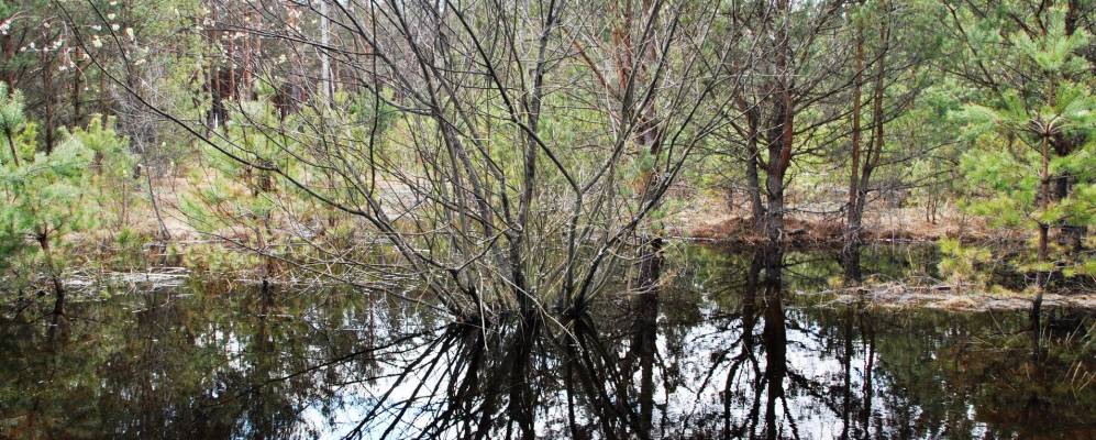 
            Фотография Рудни