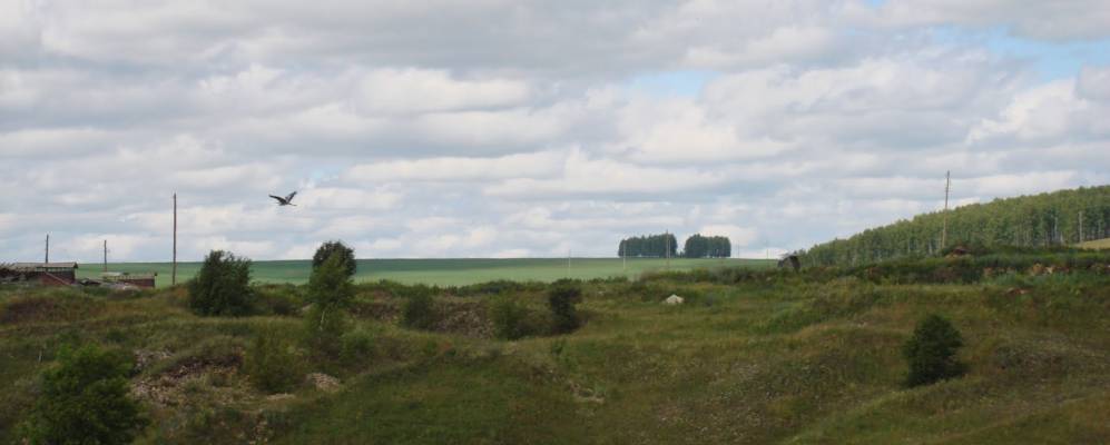 
            Фотография Соколят