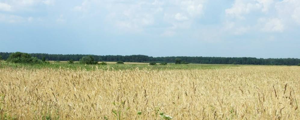 
            Фотография Дубового