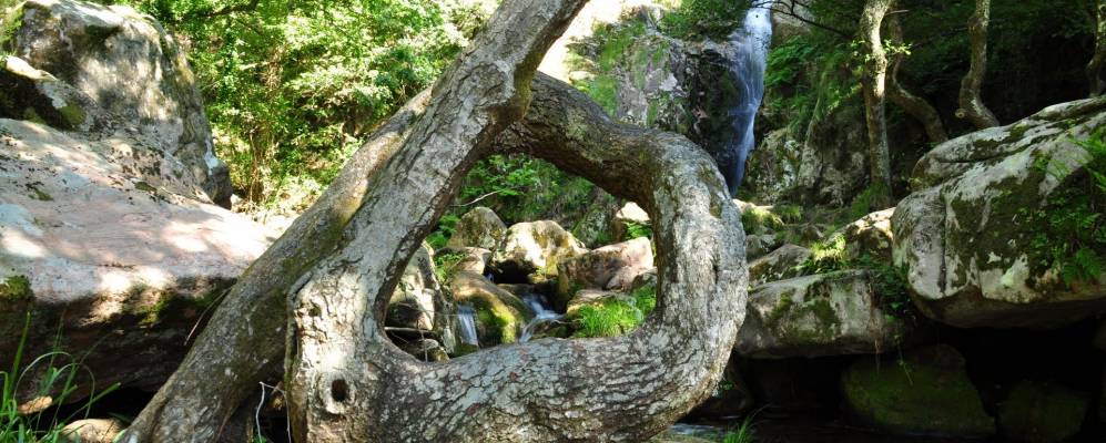 
            Фотография Виверо