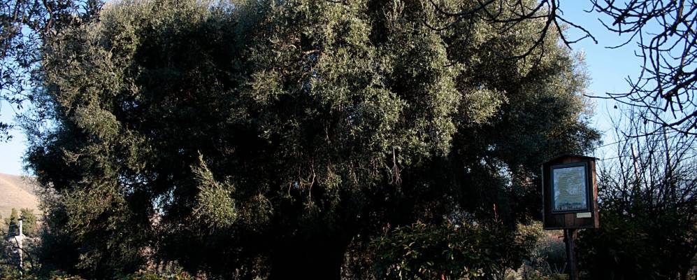 
            Фотография Каннето