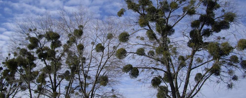 
            Фотография Чучманы