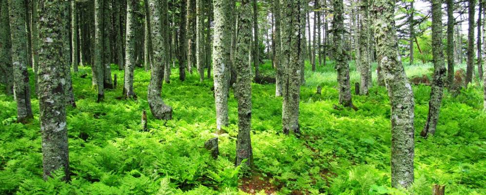 
            Фотография Свободного