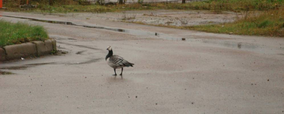 
            Фотография Литизно