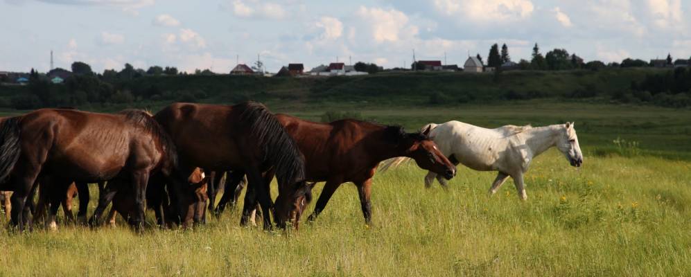 Фотография Насекины