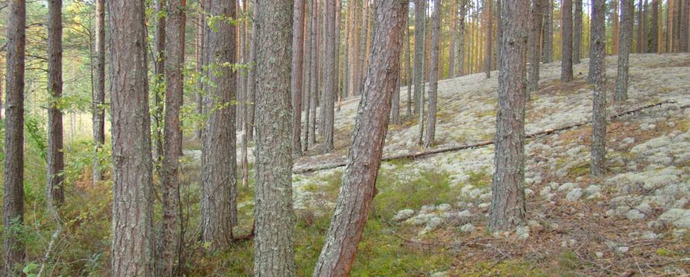 
            Фотография Максимово