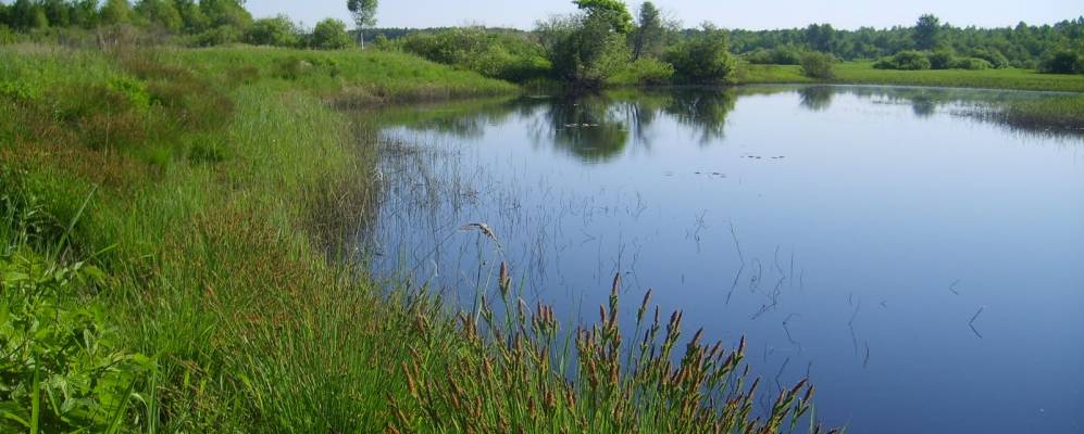 Фотография Торчиново