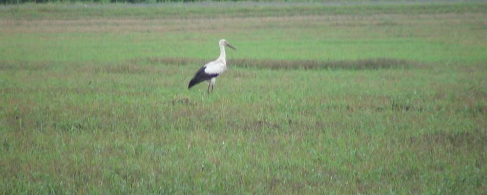 
            Фотография деревни Мигдаловичи