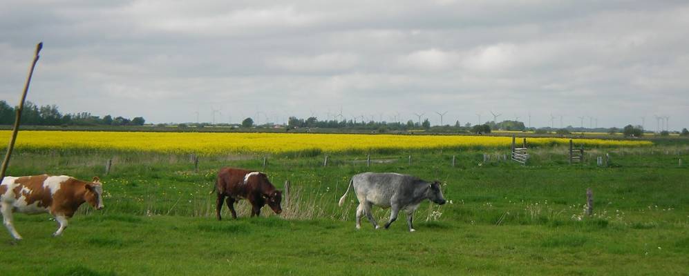 
            Фотография Лоэ-Рикельсхофа