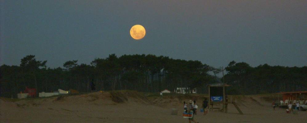 
            Фотография Чиуауи