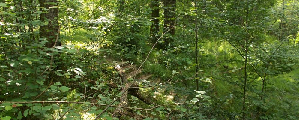 
            Фотография Бережницы