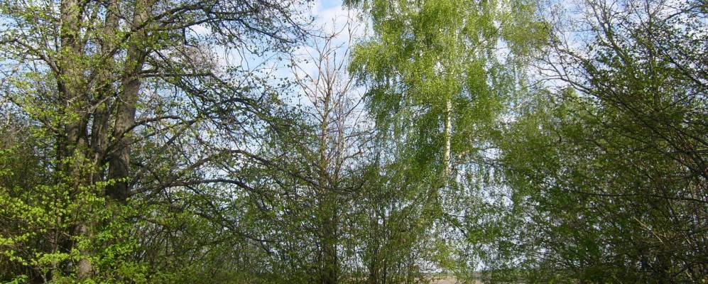 
            Фотография Вармазейки