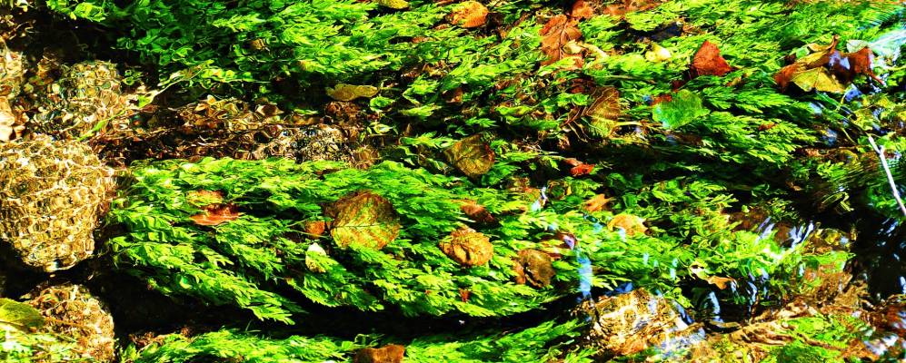 
            Фотография Меано