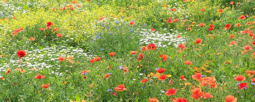 
            Фотография Бульгарограссо