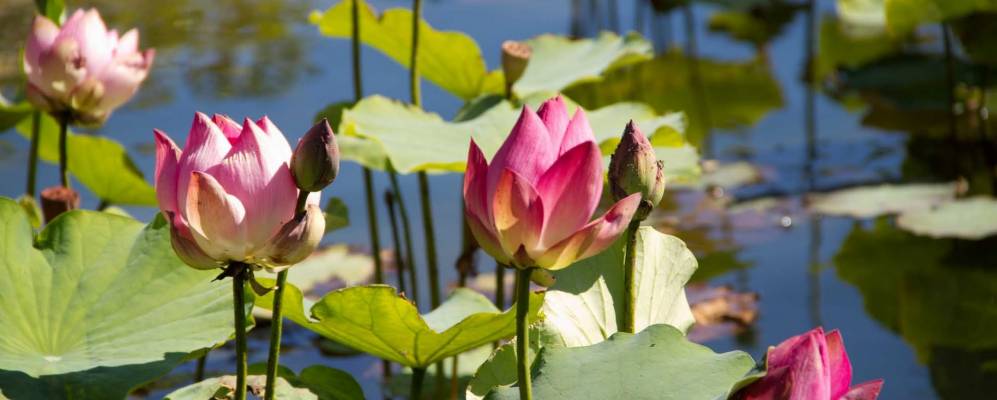 
            Фотография Аврийя