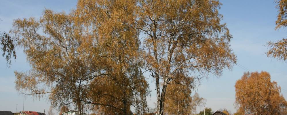 
            Фотография Кривдино