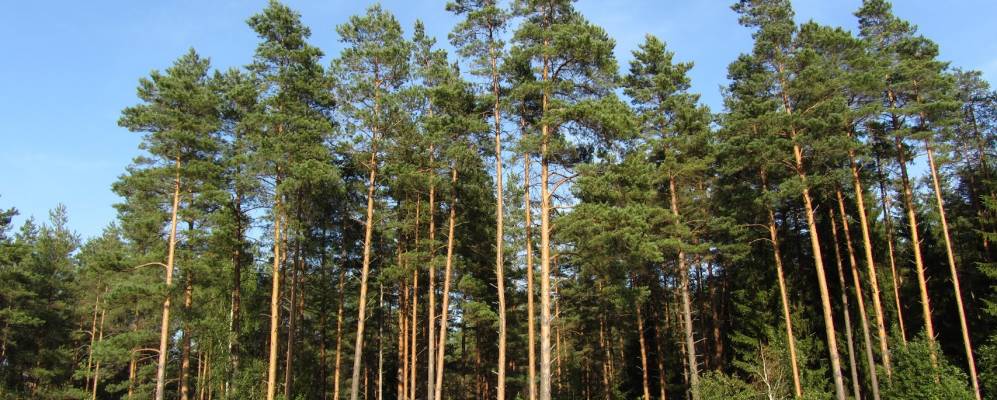 Фотография Каменца